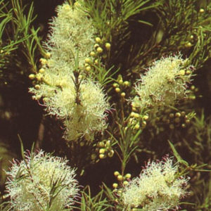Camphor