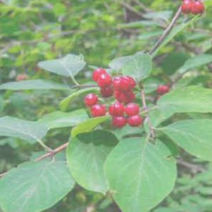Butcher's Broom