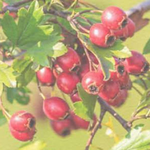 Hawthorn