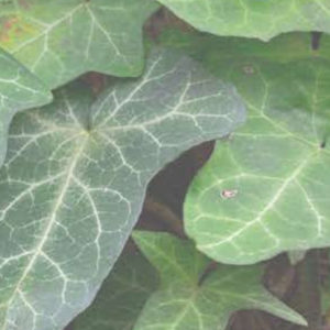 Ivy Leaf
