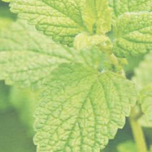 Lemon Balm