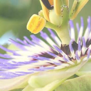 Passion Flower