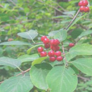 Ruscogenins