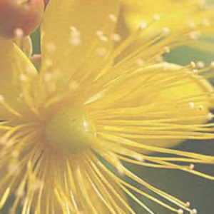St. John's Wort